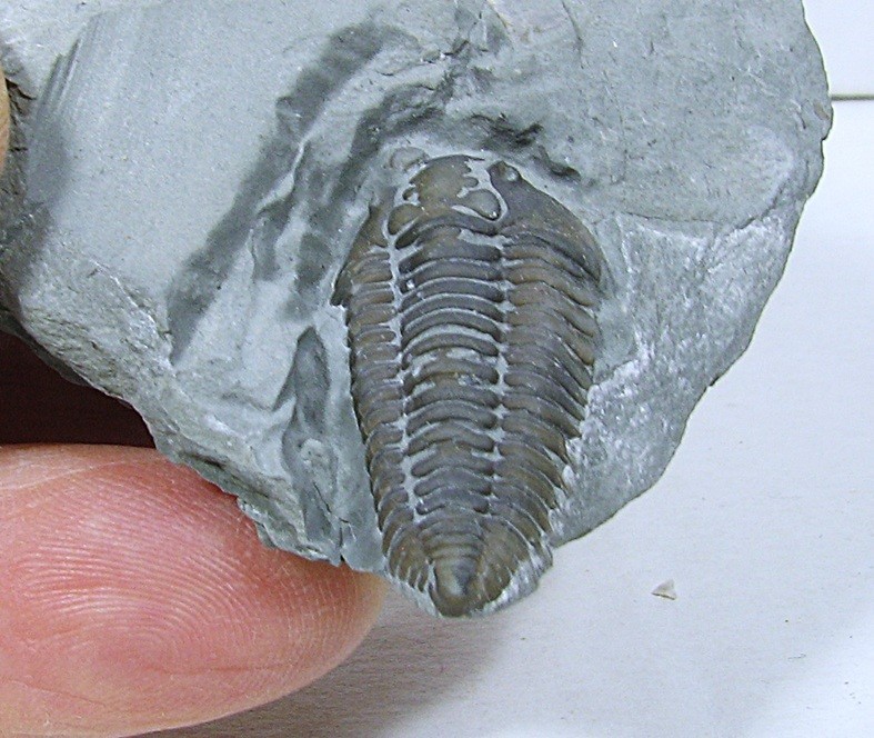 Flexicalymene Trilobite #27