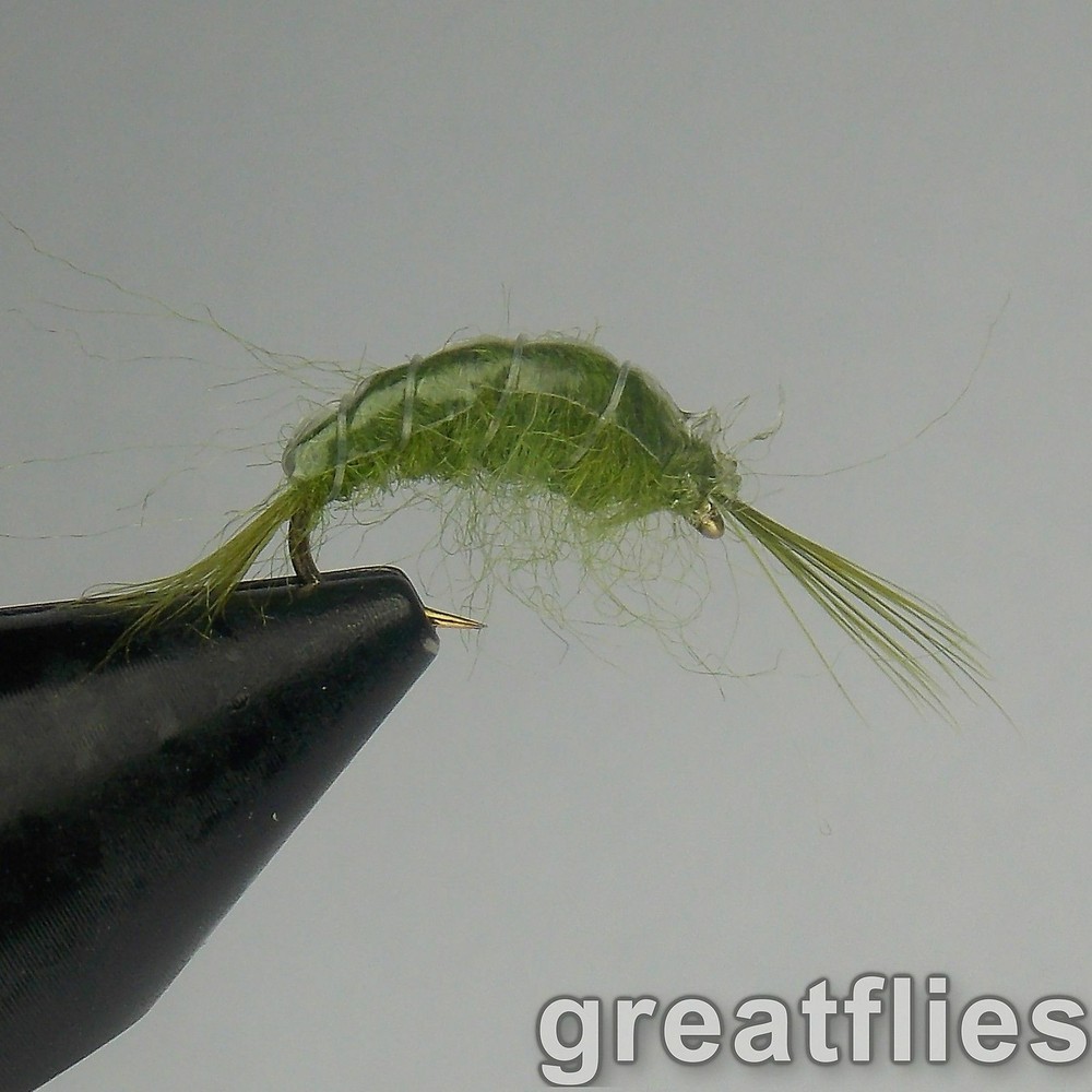 1 dozen (12) - Scud - OLIVE