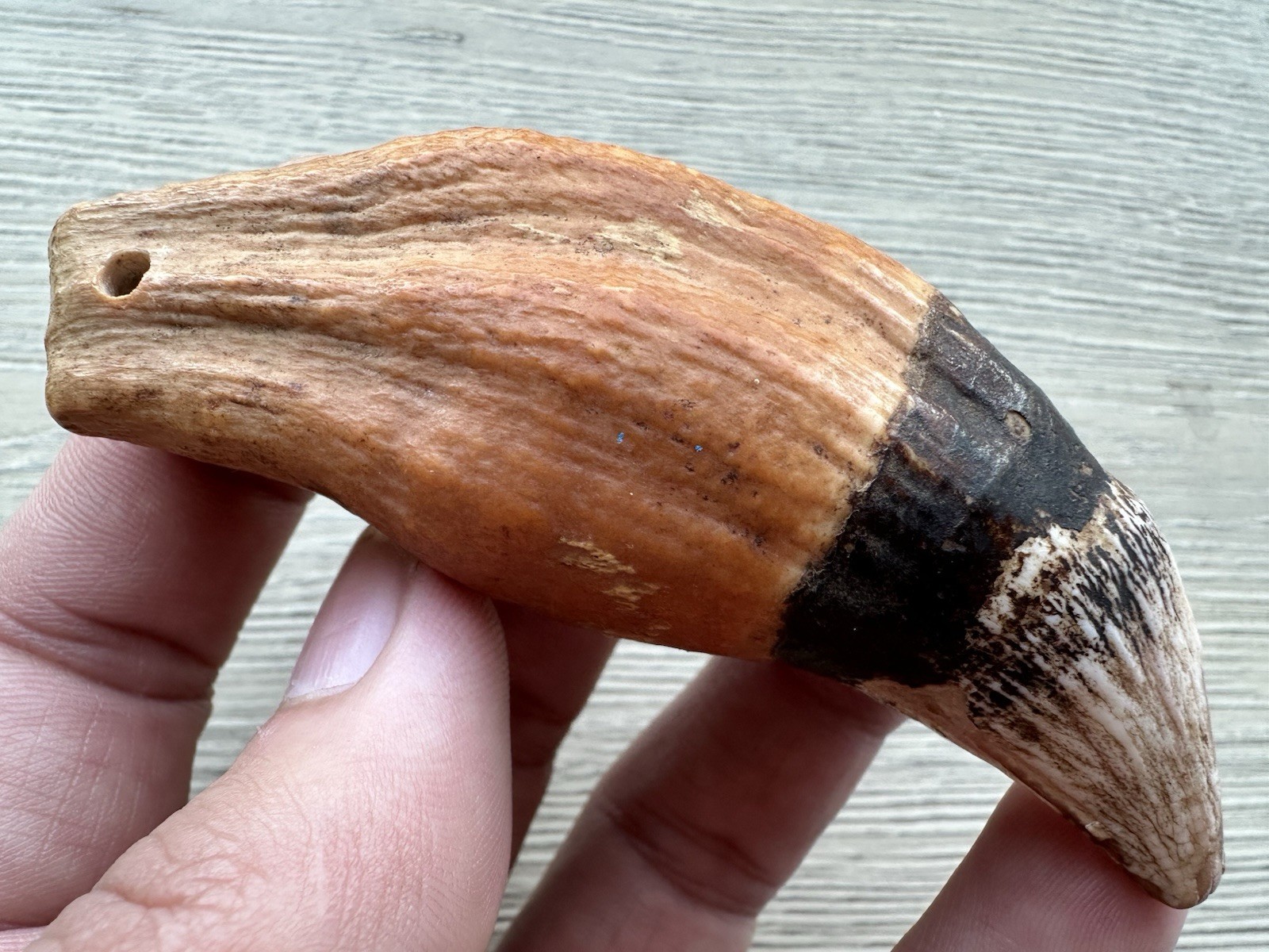 3.8” Ursus Spelaeus 25,000 Years Old Cave Bear Tooth Perfect Condition