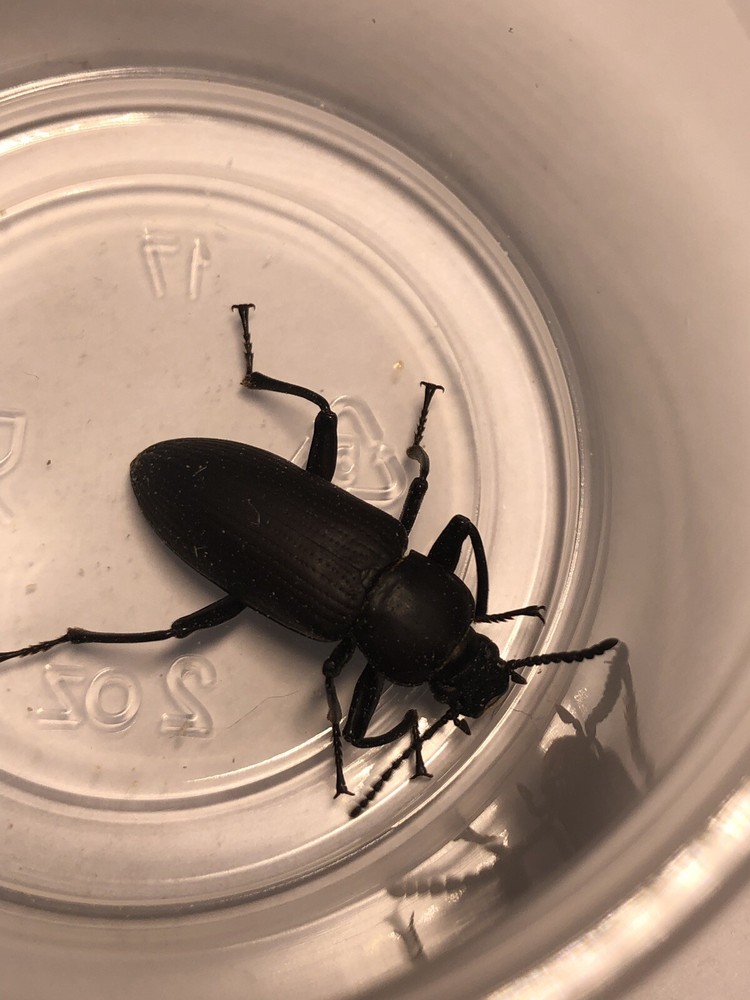 30 Superworm Beetles (zophobas morio)  LIve
