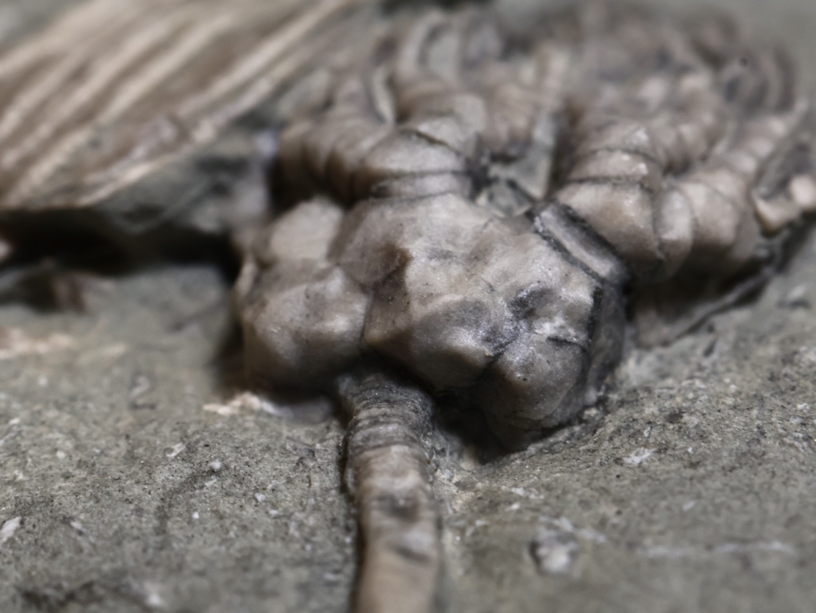 Expertly Prepared Fossil Crinoids, Crawfordsville, IN