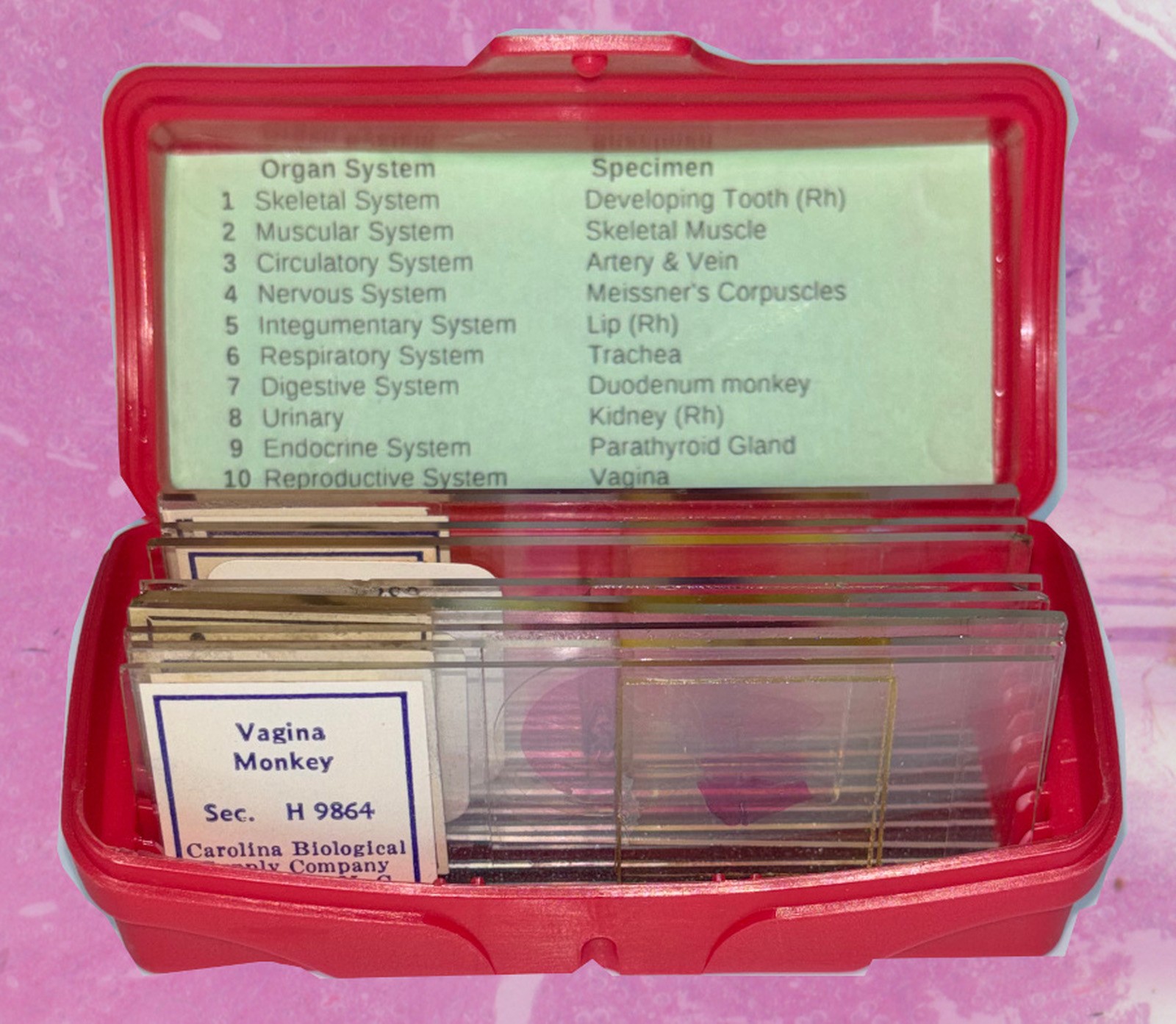 MONKEY PRIMATE HISTOLOGY Microscope Slide Set ORGAN SYSTEMS Rhesus Macaque