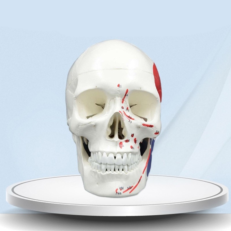 Anatomical Head Bone Model, Number Coded Human Anatomy Skull Model Teaching Aids