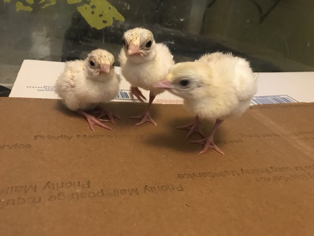 6 Royal Palm Turkey hatching eggs