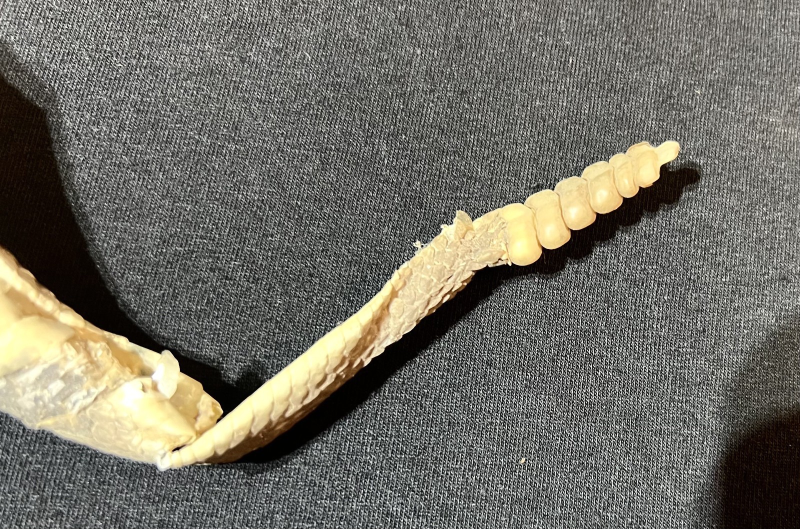 Rattle Snake Rattles & Dried Skin