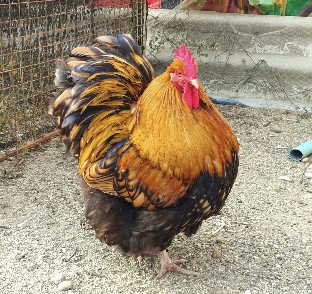 12 Rainbow chicken hatching eggs| Healthy Flock