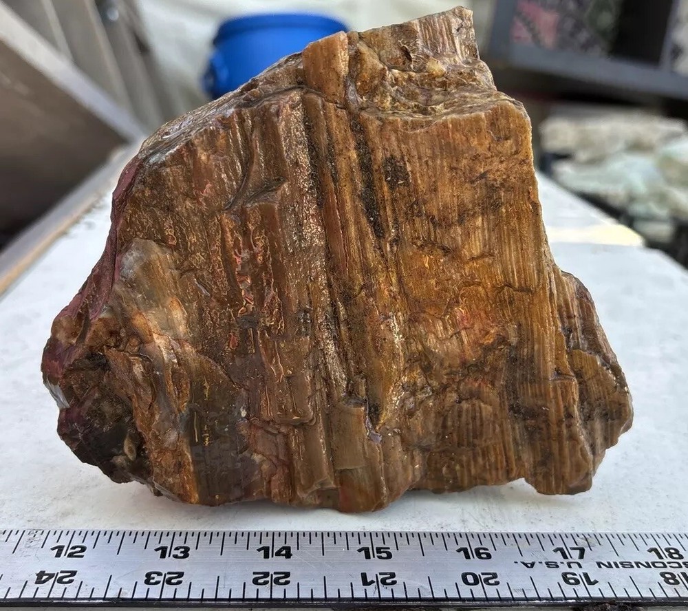 Silver Creek Junction Petrified Wood