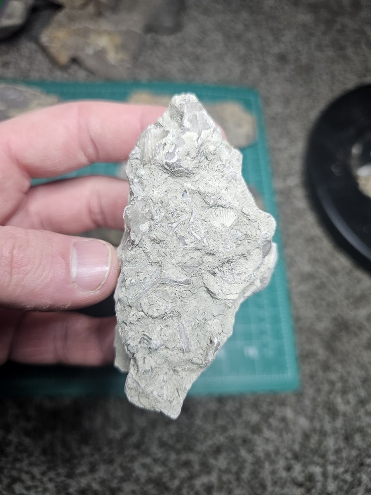 Lot Of Various Unknown Fossils