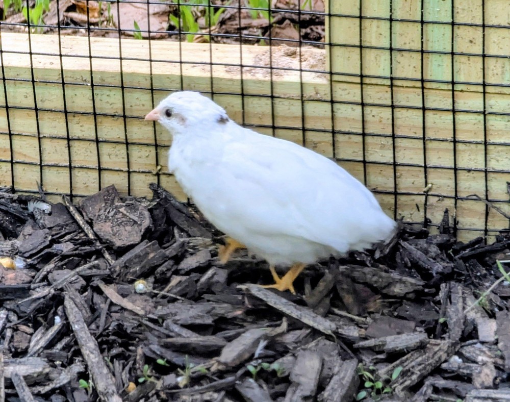 18+2 Button Quail Hatching Eggs