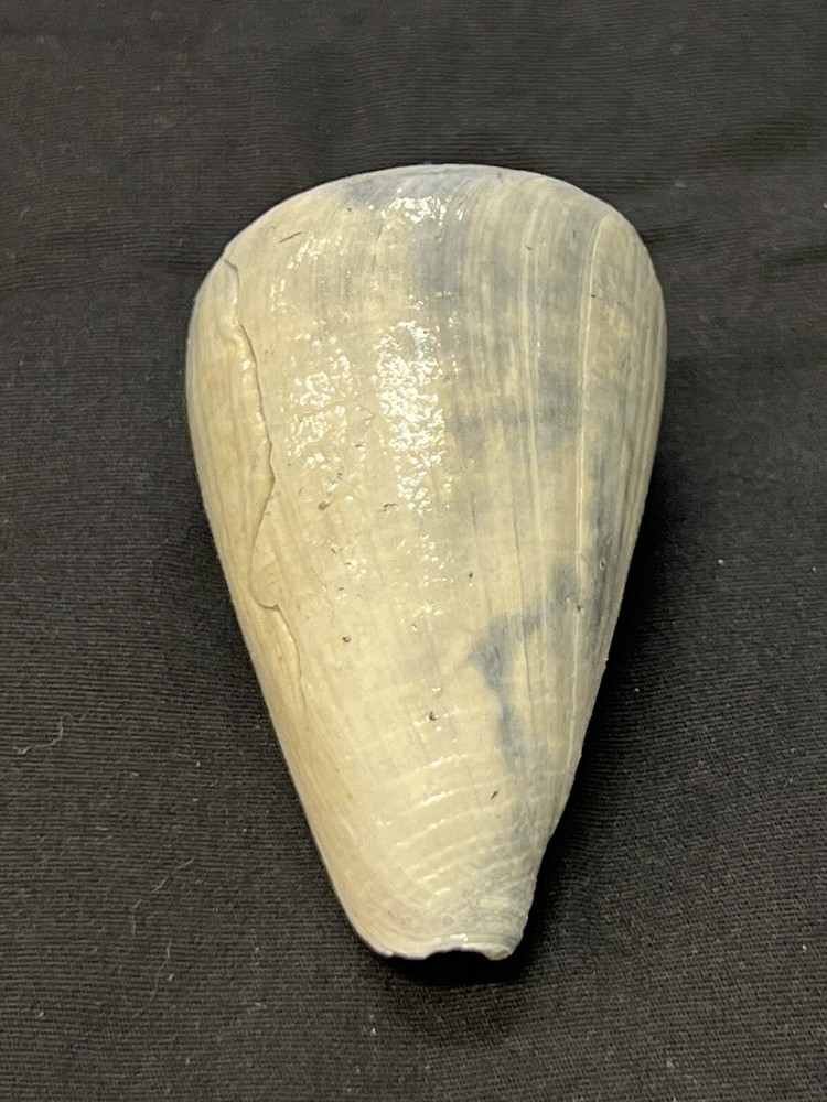 RARE Fossilized CONE Shell From Central Florida, Pliocene Era.