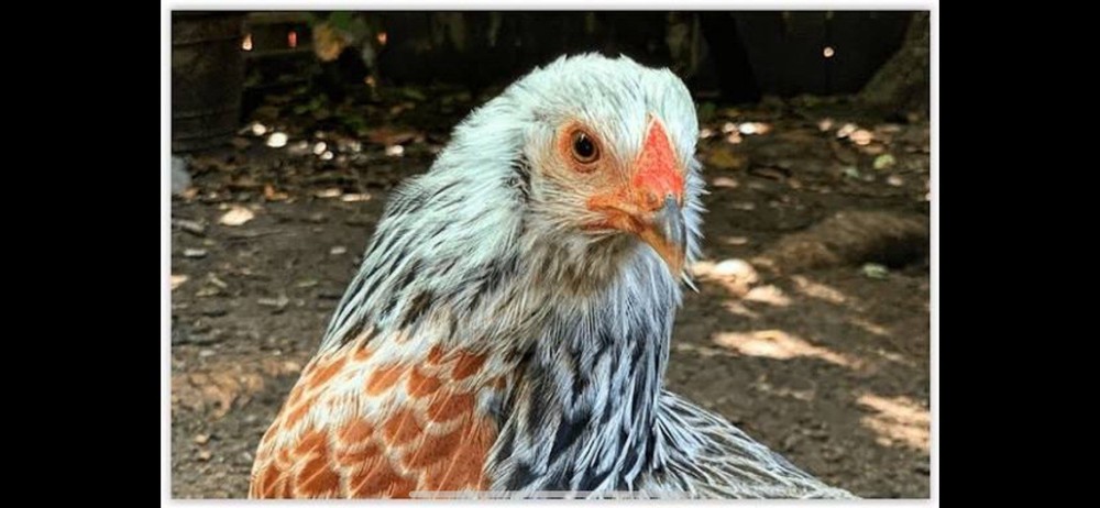 Prairie Blue Bell Hatching Eggs 12