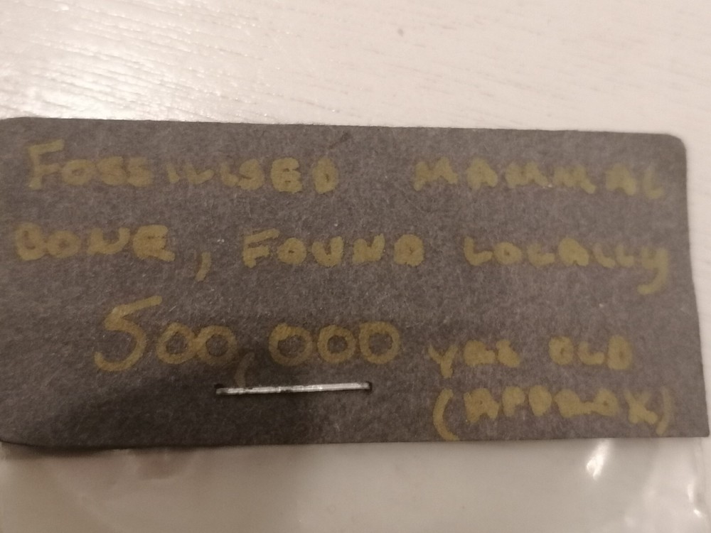 Fossilized Mammal Bone - Approx 500,000 Yrs Old