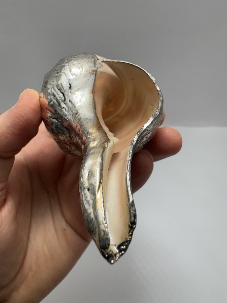 Silver Dipped Sea Shell Natural Ocean Shell Decorative Piece