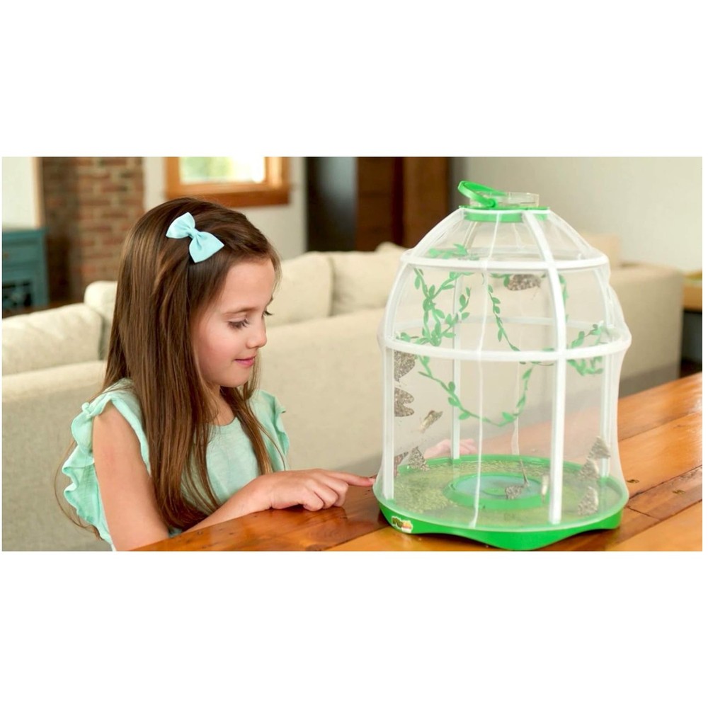 Observe Caterpillars Become Butterflies