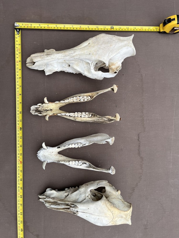 Real Authentic Texas Pig Hog Skulls With Lower Jaw Bone