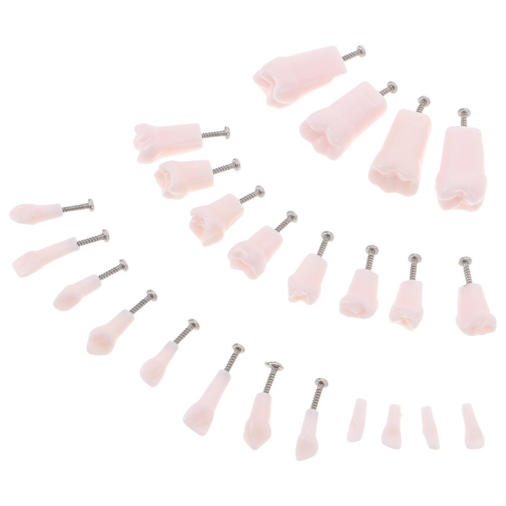 24 Pcs Dental Practice Teeth Typodont Teaching Model Removable Tooth Set