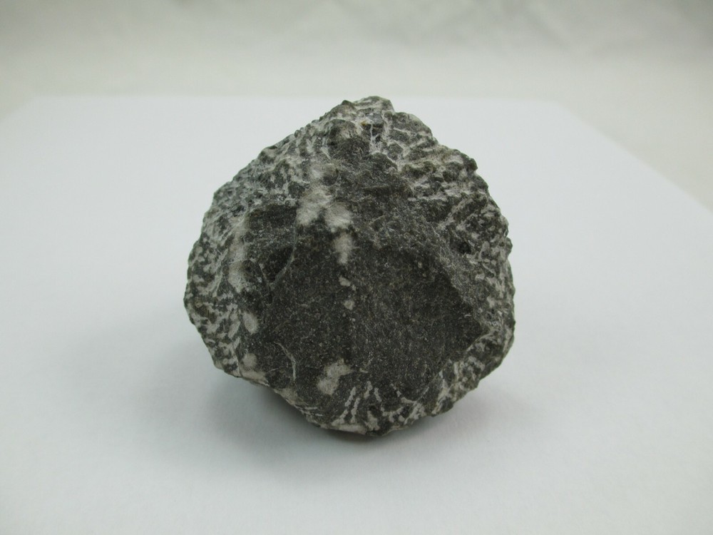 Trilobite Fossil Authentic? 008F