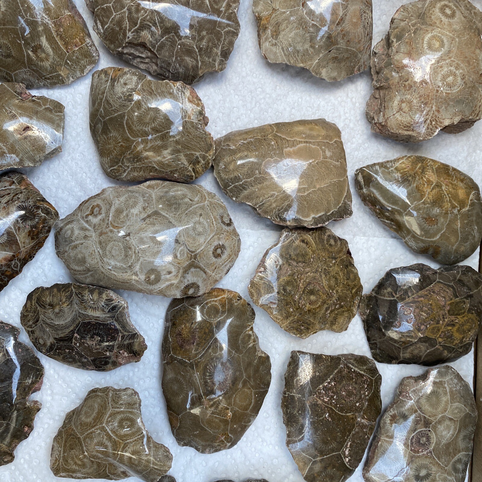 Polished fossilized Coral speciens 29 Pieces Bulk Wholesale Lot