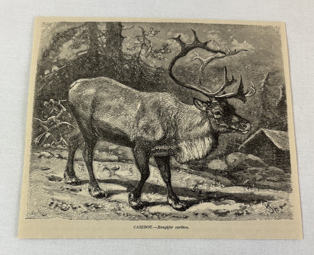 1885 book engraving ~ CARIBOU