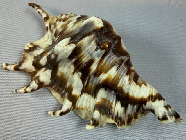 Spider conch shell 98.1 mm  lambis lambis   Indo Pacific spiny display pattern