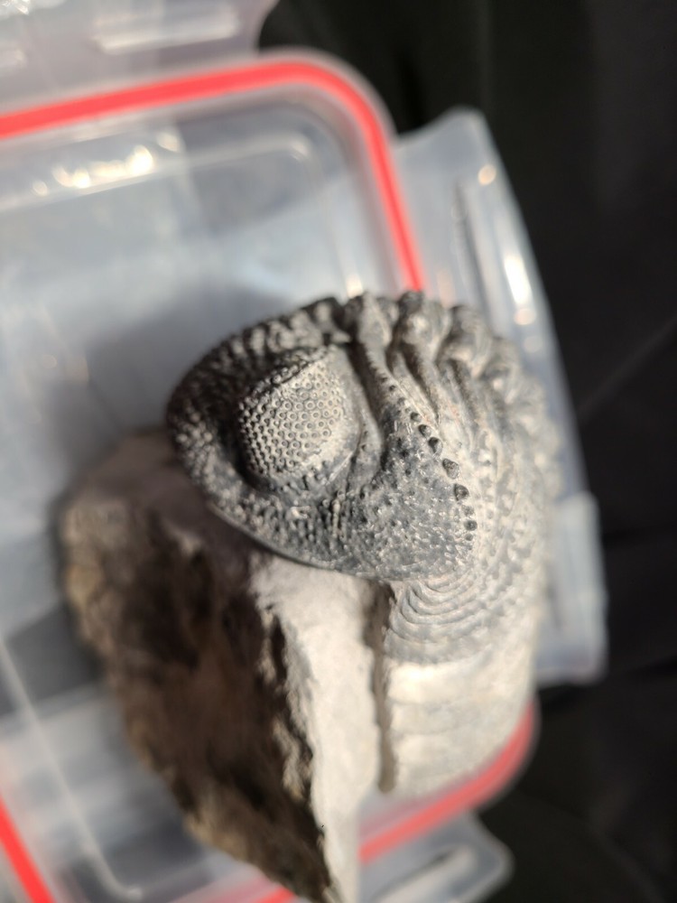 Massive 6" Drotops megalomanicus Trilobite from the Devonian Morocco
