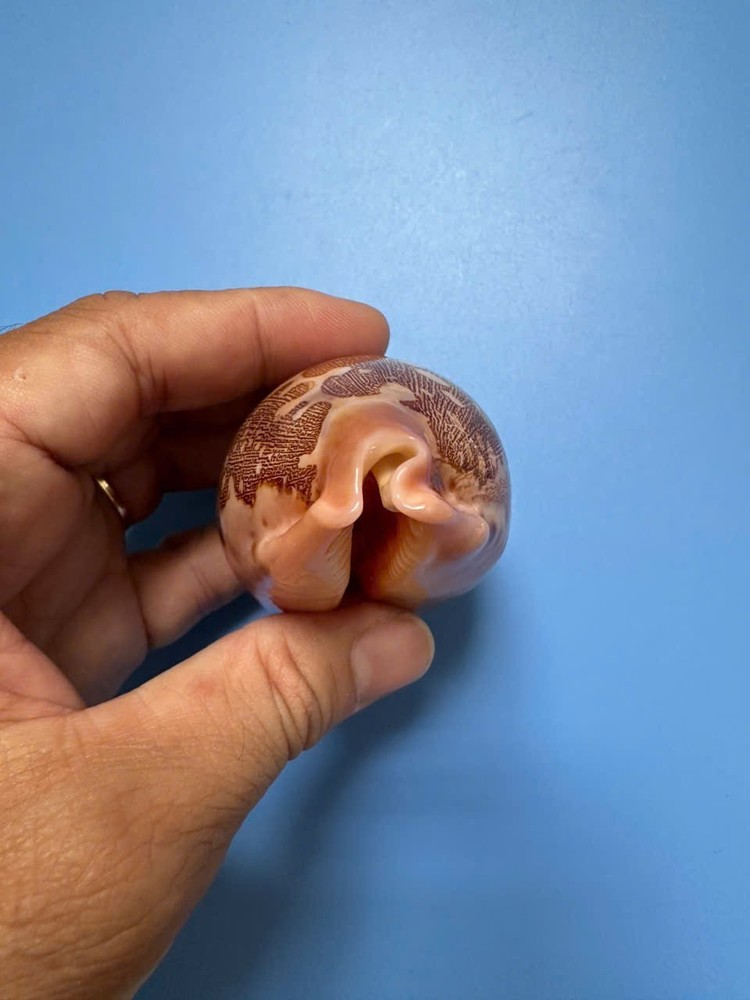75.6mm | Cypraea Mappa |F++ + GEM | Nice pattern | Orange with bubble