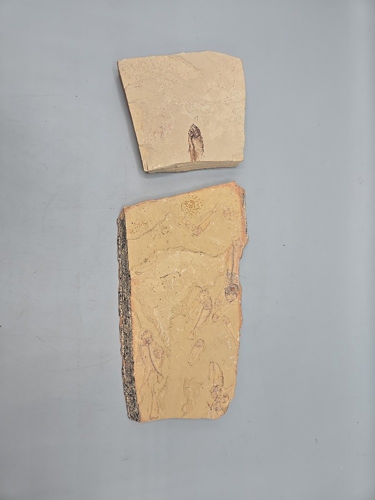 Diplomystus dentatus Fossil Fish - Split Layer