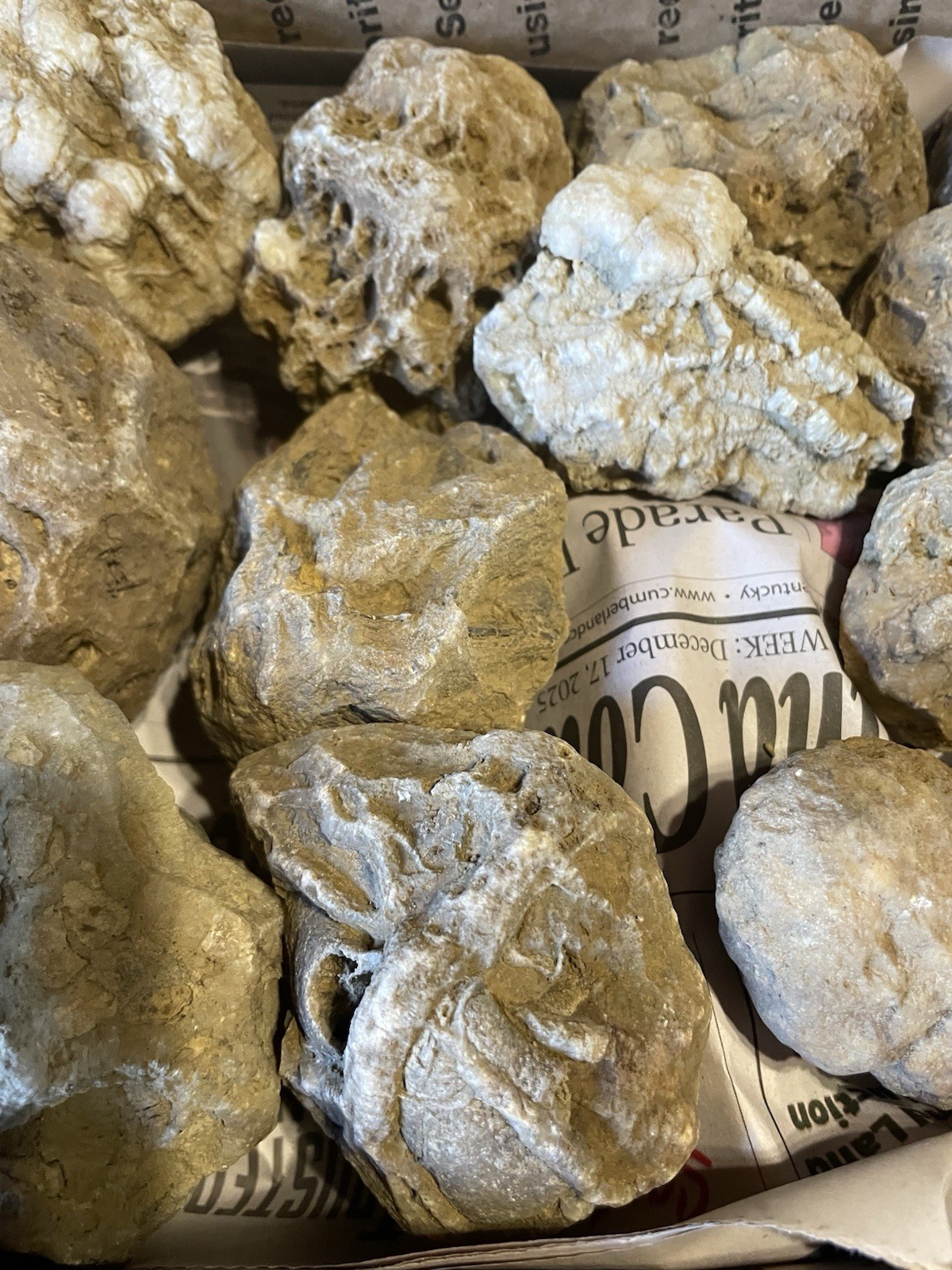 27-KENTUCKY GEODIZED FOSSILS. NICE ONES. 1” TO 5”.