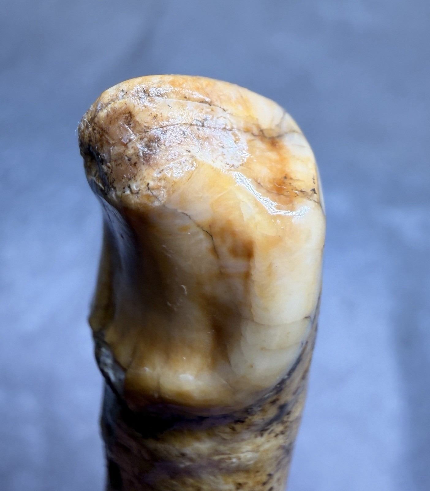 👀 Fantastic Rare Romanian Cave Bear Canine Tooth Fossil, Ursus Spelaeus ✨🔥