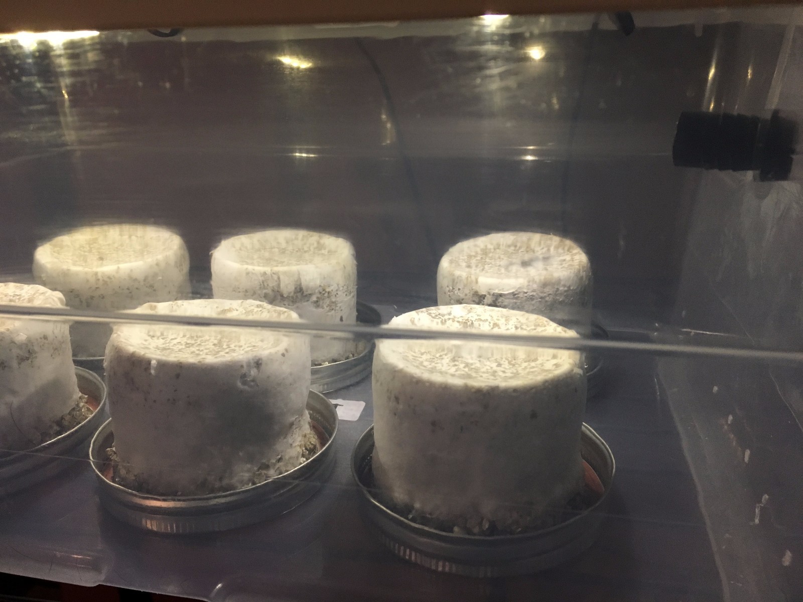 Automated Mushroom Growing Kit with 12 PF Tek Jars Sterile Substrate