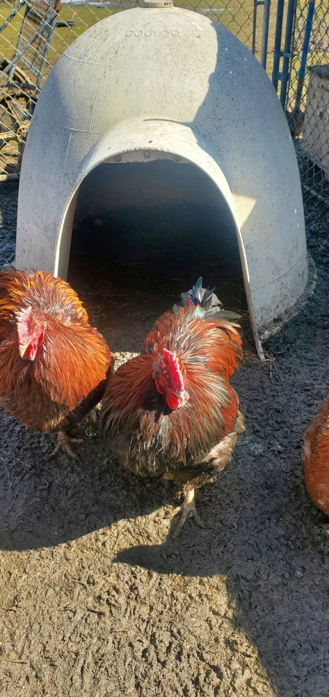 8+ Partridge English Orpington Hatching Eggs 🥚 🐣🐣🥚