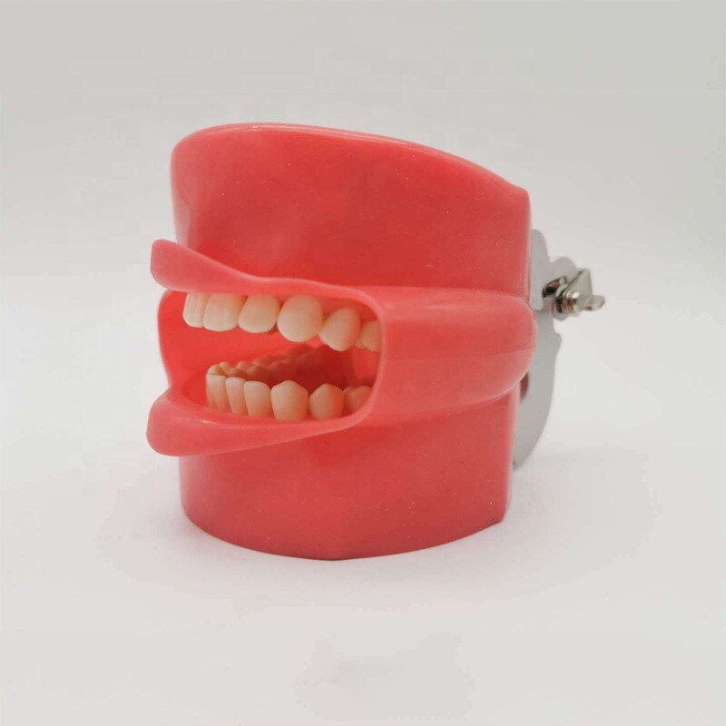 Teeth Model Silicone Mask with 28pcs Screw Fixed Teeth for Phantom Head Model