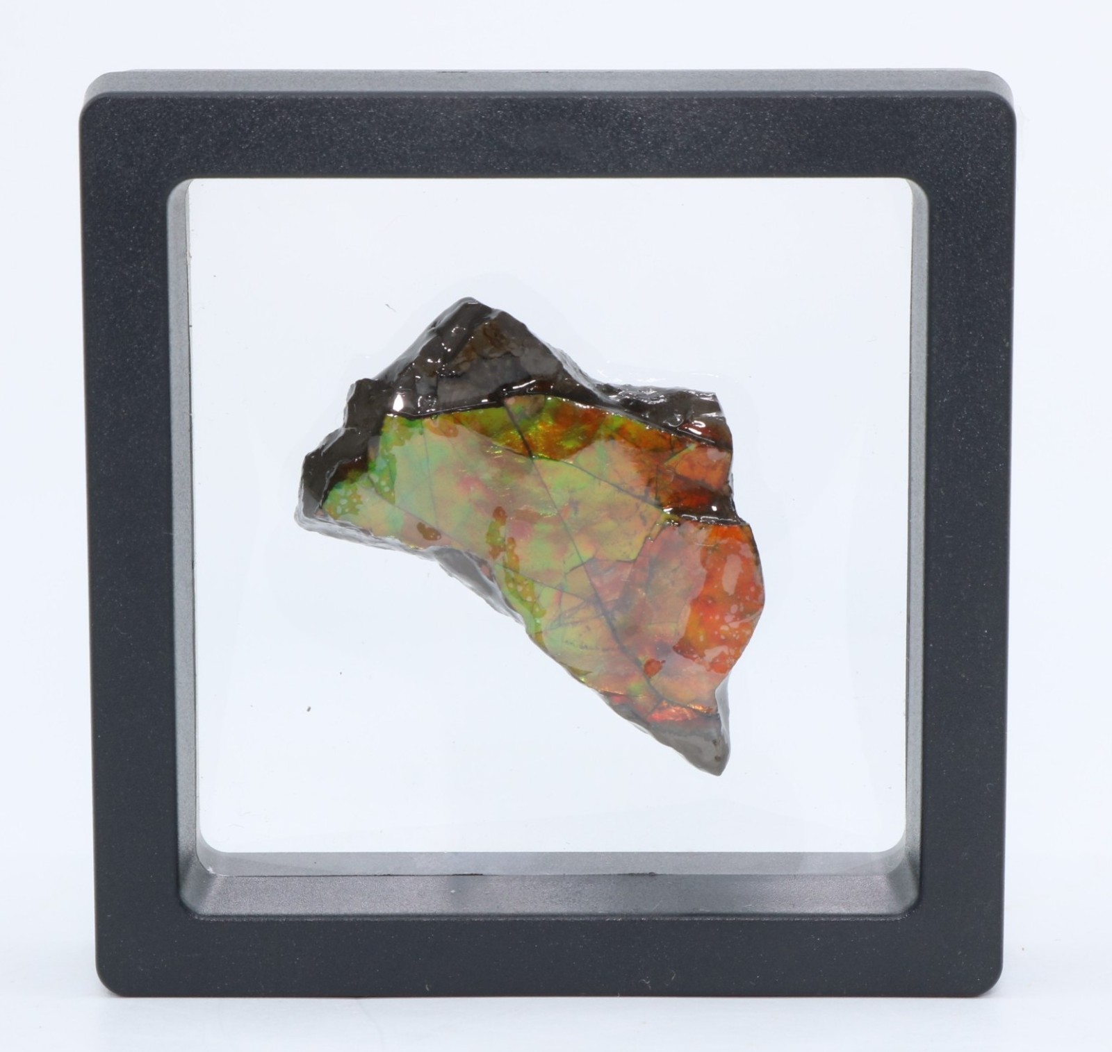 KORITE Ammolite Ammonite shell 41.7mm 1.64" Alberta Canada COA 7139