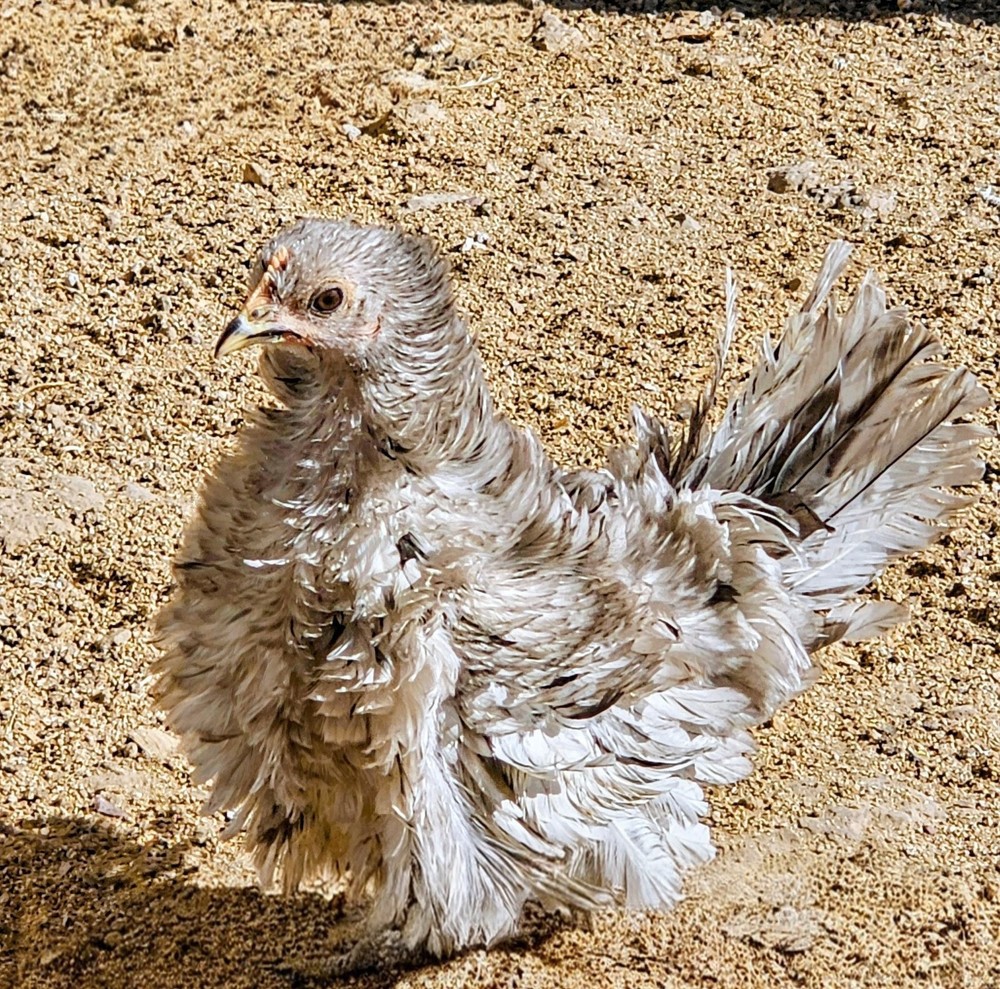 Kikiriki/Serama Mixed Hatching Eggs 12++