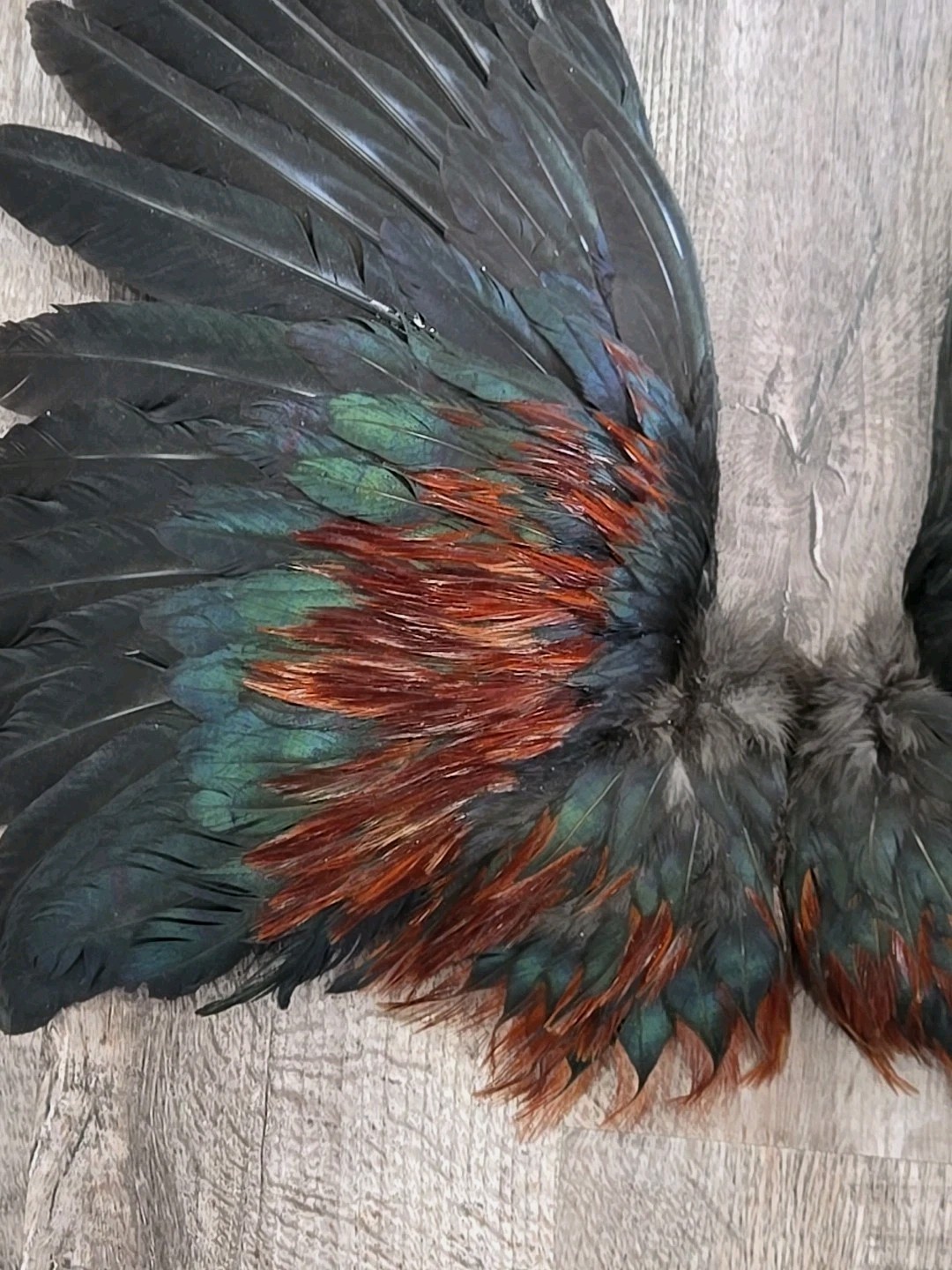 Red Brown Chicken Rooster Wings Craft Bird Fly Tying Feathers Taxidermy Material