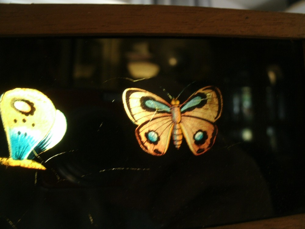 Lantern Slides,  BUTTERFLIES