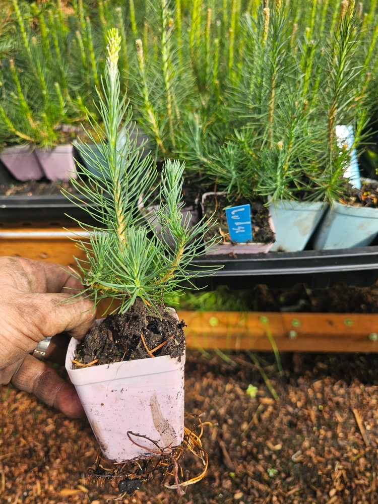 4-pack SMALL live LODGEPOLE PINE TREE sapling evergreen conifer in 3" pot