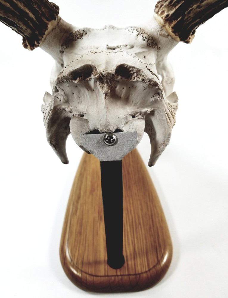 European Skull Mount Table Top Display White Oak Base