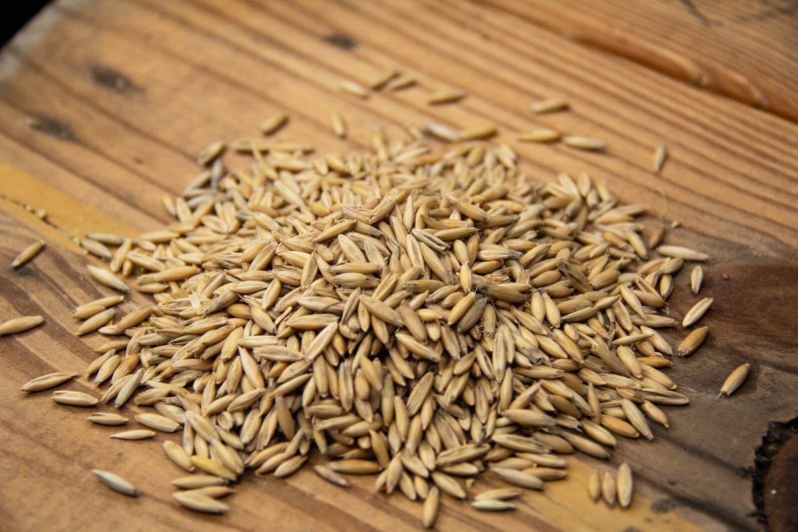New Country Organics | Organic Oats 40lb | Feed Grade