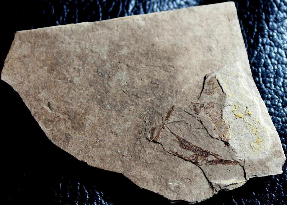 Aeoliscus sp. - Unknown, small Oligocene fossil fish