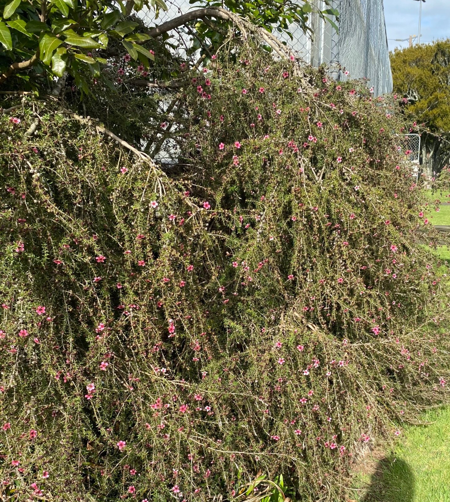 Weeping Manuka - pink flowers - 500 seeds - Leptospermum scoparium -from NZ