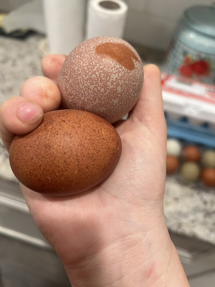 🐣🤍12++ QUALITY Black Copper Marans(BCM)hatching eggs NOT hatchery sourced🤍🐣