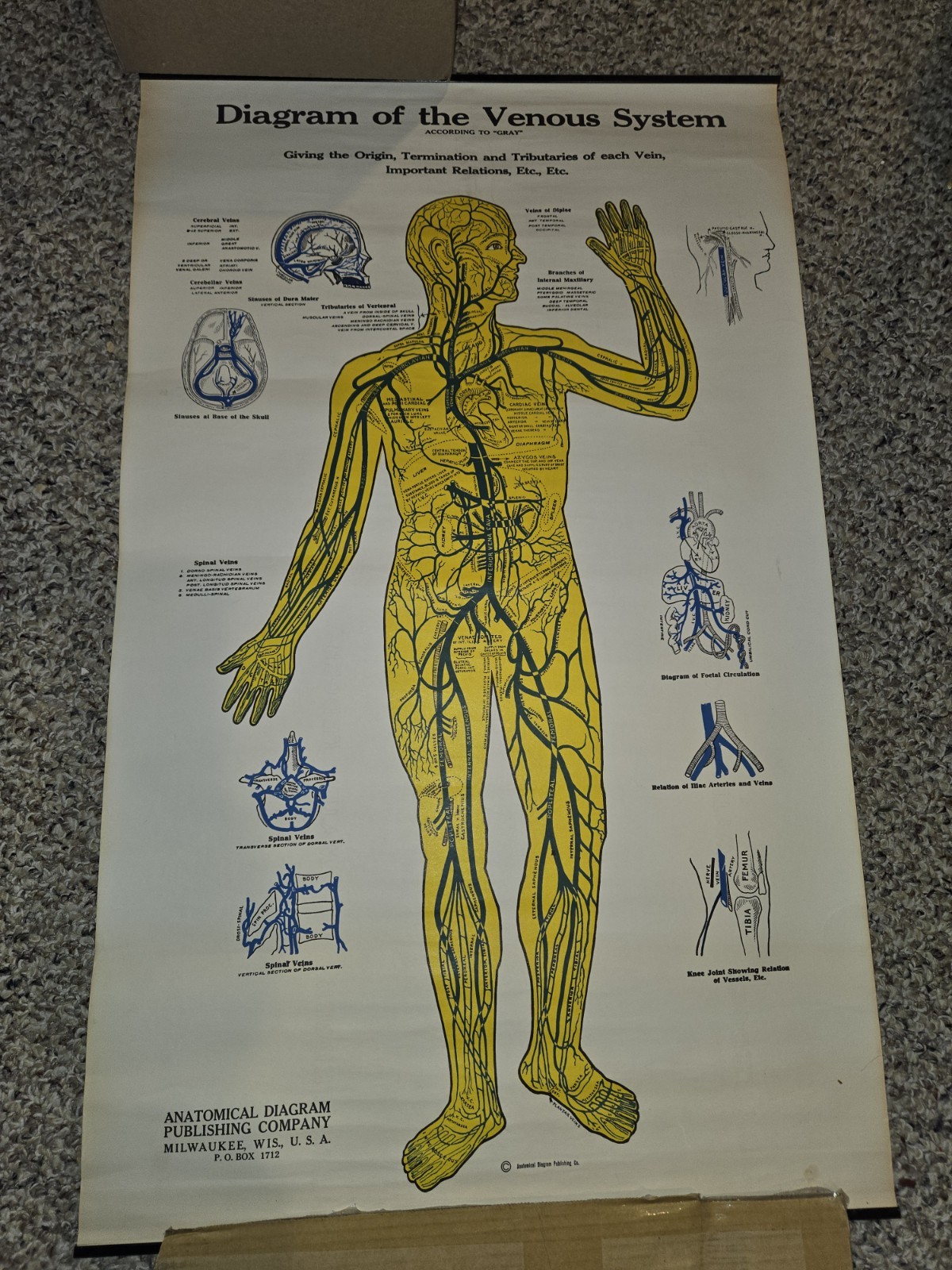 Vintage 30s/40s/50s Anatomical Diagram Venous System Poster Display,20 x 33