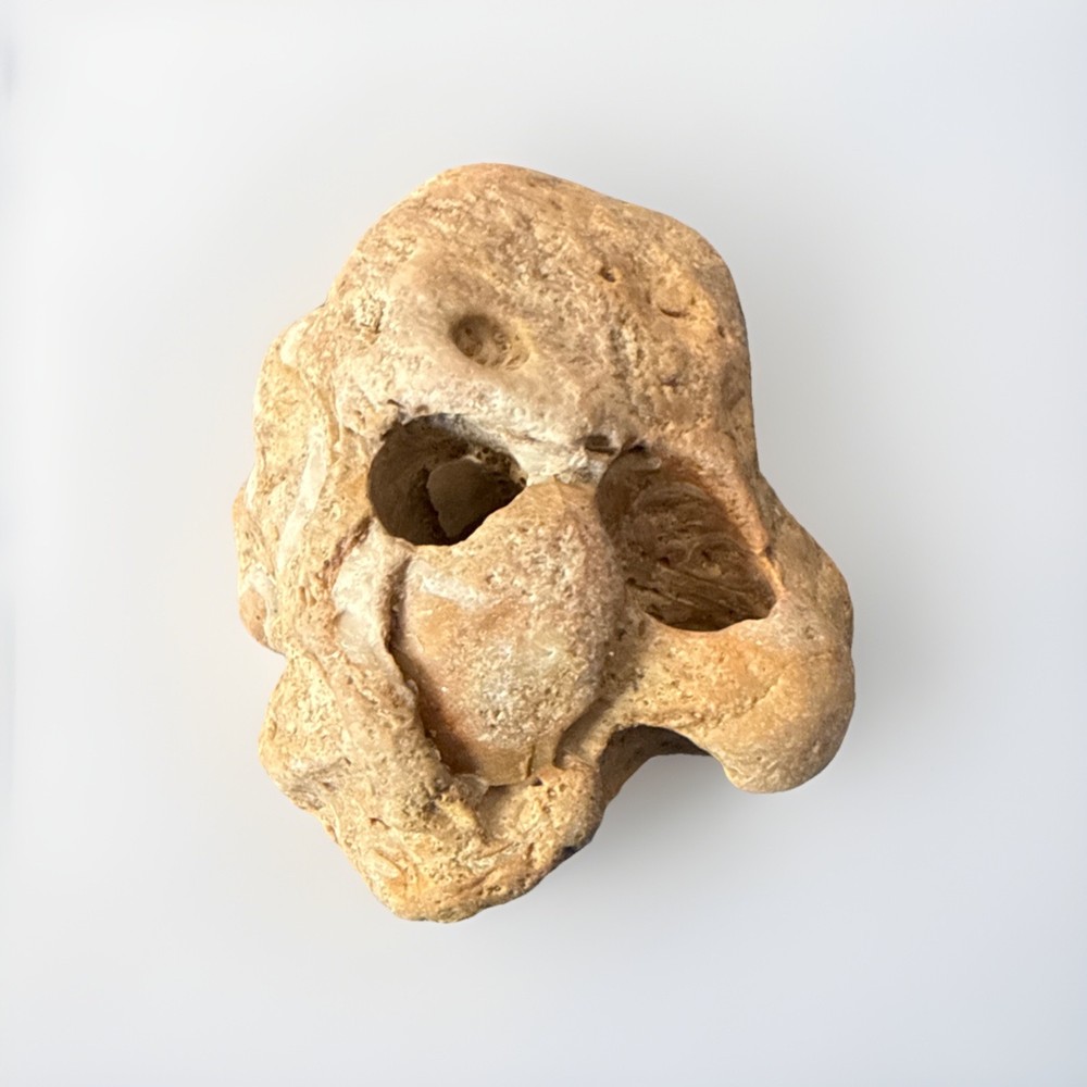 Natural Skull Shaped Hag Stone Collectable