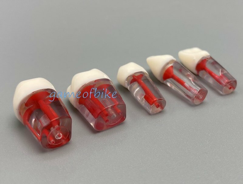 10x Dental Root Canal Teeth Study Practice Model Endodontic Pulp File Injection