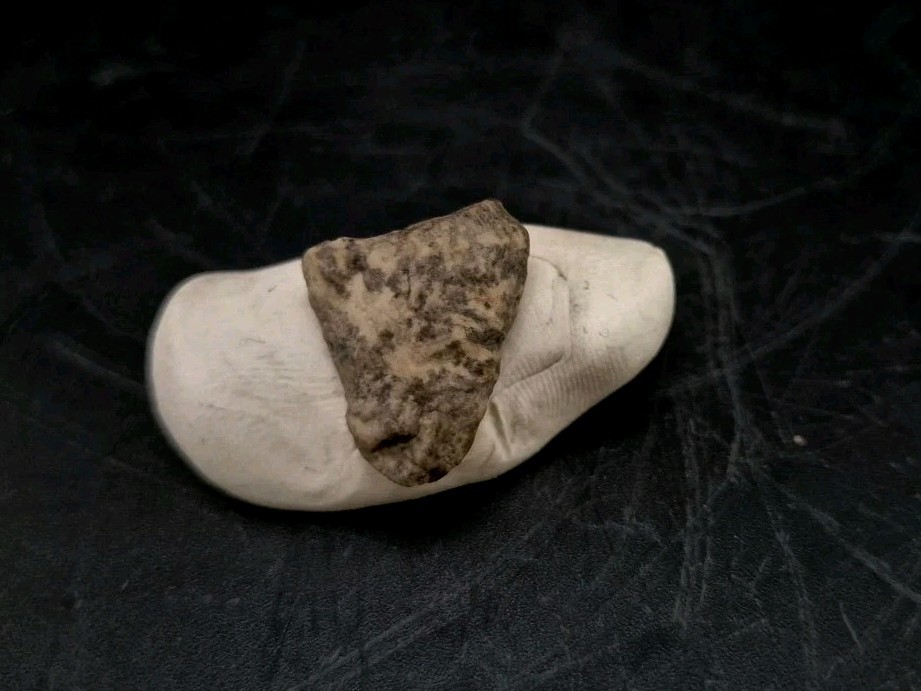 Fossil Dinosaur Permineralized Tooth T-rex 🦖