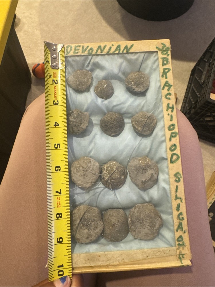 Brachiopod Pyritized 12 Piece Brachiopod Pyritized