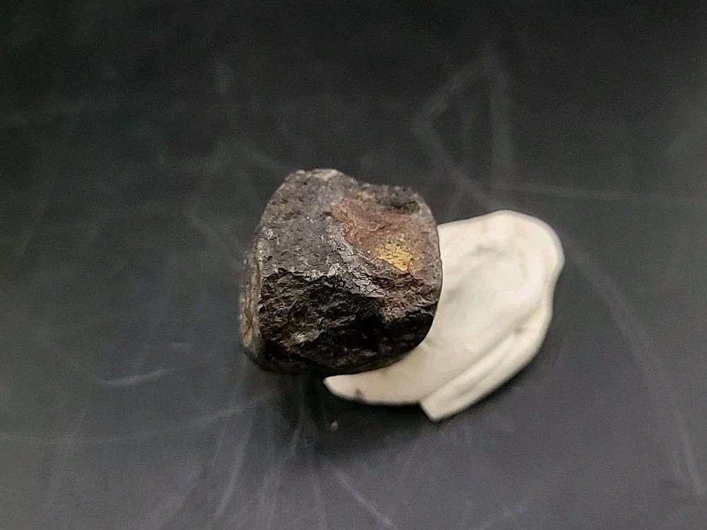 Fossil Dinosaur Tooth Unknown Species