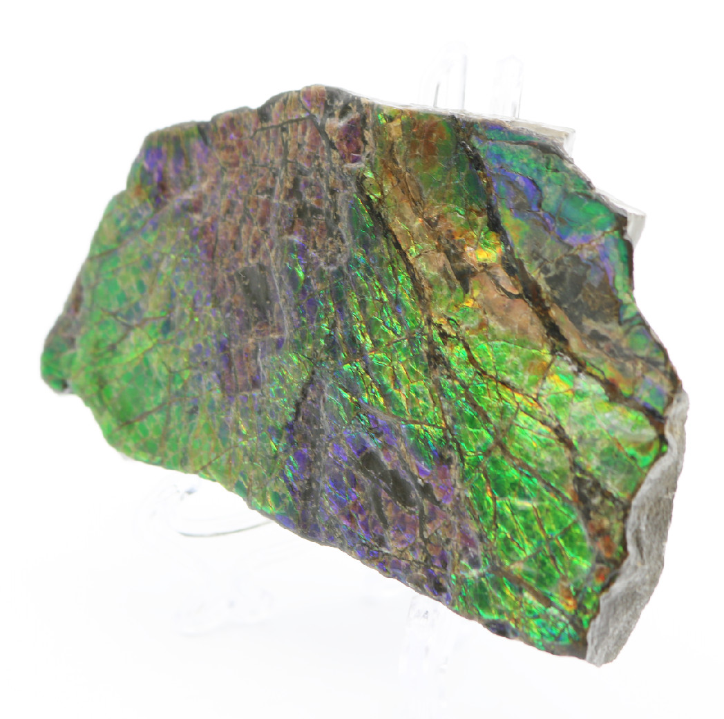 Stunning IRIDESCENT Fossil AMMOLITE Slab Reflective RAINBOW Mineral Specimen