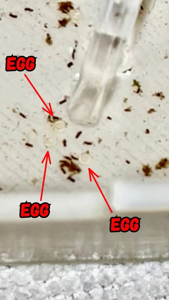 Egg Trap For Egg Scattering Fish